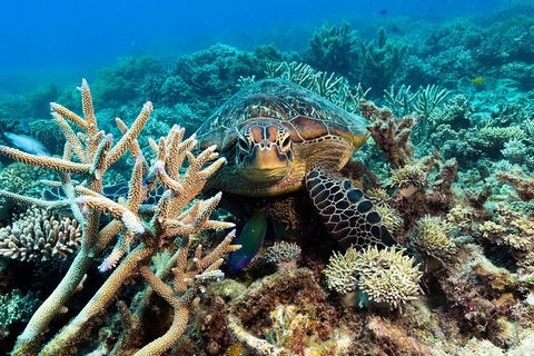 Great Barrier Reef Day Cruise From Cairns Including Snorkeling And Marine Biologist Presentation - Accommodation Brunswick Heads 4
