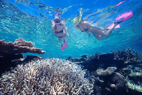 Great Barrier Reef Scenic Helicopter Tour And Cruise From Cairns - Accommodation Brunswick Heads 5