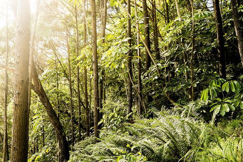 Everglades Eco Safari To Australia\'s Everglades - Accommodation Brunswick Heads 12