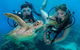 Great Barrier Reef Diving And Snorkeling Cruise From Cairns - thumb 3