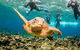 Great Barrier Reef Diving And Snorkeling Cruise From Cairns - thumb 8