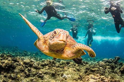 Great Barrier Reef Diving And Snorkeling Cruise From Cairns - Accommodation Brunswick Heads 8