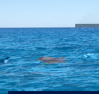 Noosa Wild Dolphin Safari - Accommodation Brunswick Heads