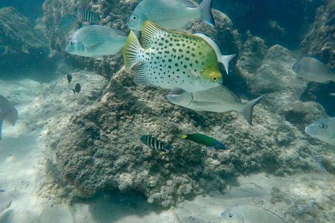 Gold Coast Try-Scuba Experience At Wave Break Island - Accommodation Brunswick Heads 4