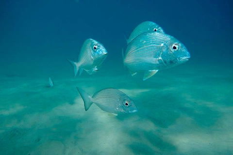 Gold Coast Try-Scuba Experience At Wave Break Island - Accommodation Brunswick Heads 6