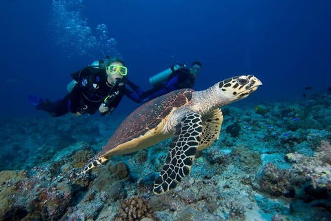 Great Keppel Island Day Trip Bundle From Yeppoon - Accommodation Brunswick Heads 4