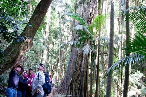 Gold Coast 4WD Eco Outback Tracks Tour - Accommodation Brunswick Heads 2