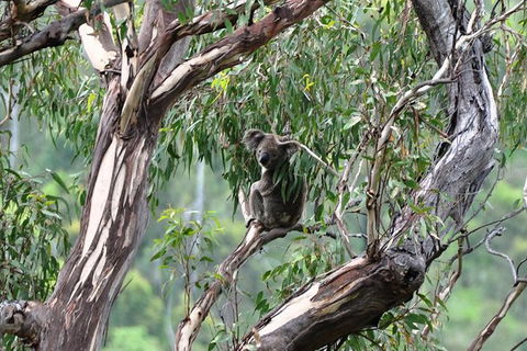 Gold Coast 4WD Eco Outback Tracks Tour - Accommodation Brunswick Heads 5