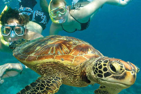 4-Day Cairns With Great Barrier Reef And Daintree Rainforest - Accommodation Brunswick Heads 4
