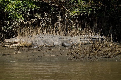 4-Day Cairns With Great Barrier Reef And Daintree Rainforest - Accommodation Brunswick Heads 6
