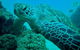 Guided Snorkel With Fish Tour At Wavebreak Island, Gold Coast - thumb 9