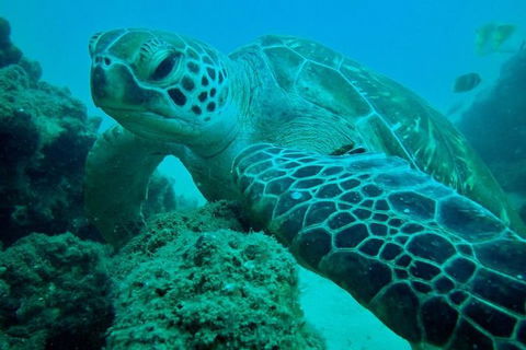 Guided Snorkel With Fish Tour At Wavebreak Island, Gold Coast - Accommodation Brunswick Heads 9