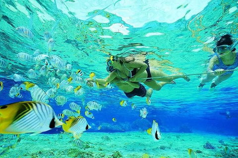 Guided Snorkel With Fish Tour At Wavebreak Island, Gold Coast - Accommodation Brunswick Heads 3