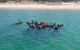 Guided Snorkel With Fish Tour At Wavebreak Island, Gold Coast - thumb 12