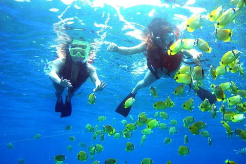 Guided Snorkel With Fish Tour At Wavebreak Island, Gold Coast - Accommodation Brunswick Heads 0