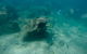 Guided Snorkel With Fish Tour At Wavebreak Island, Gold Coast - thumb 1