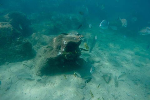 Guided Snorkel With Fish Tour At Wavebreak Island, Gold Coast - Accommodation Brunswick Heads 1