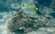 Guided Snorkel With Fish Tour At Wavebreak Island, Gold Coast - thumb 11