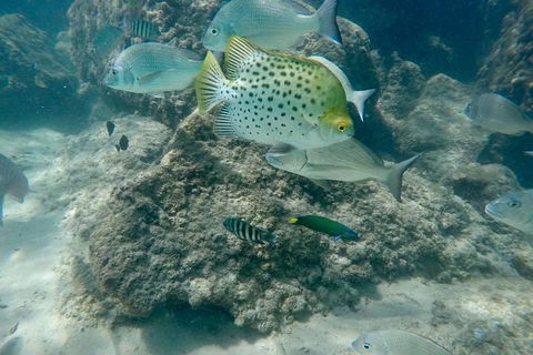 Guided Snorkel With Fish Tour At Wavebreak Island, Gold Coast - Accommodation Brunswick Heads 11