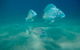 Guided Snorkel With Fish Tour At Wavebreak Island, Gold Coast - thumb 13