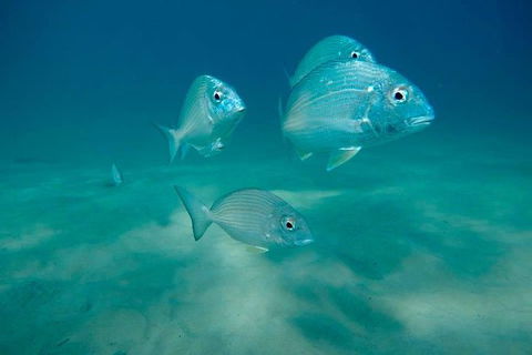 Guided Snorkel With Fish Tour At Wavebreak Island, Gold Coast - Accommodation Brunswick Heads 13