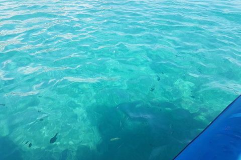 Guided Snorkel With Fish Tour At Wavebreak Island, Gold Coast - Accommodation Brunswick Heads 10