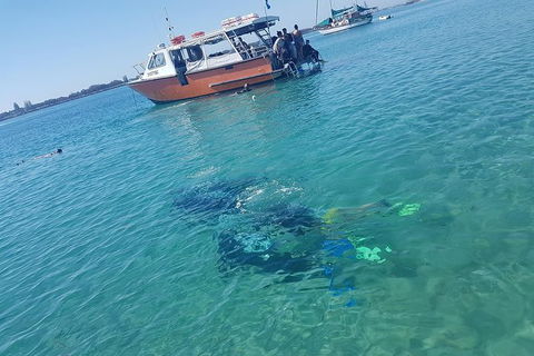 Guided Snorkel With Fish Tour At Wavebreak Island, Gold Coast - Accommodation Brunswick Heads 6