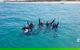 Guided Snorkel With Fish Tour At Wavebreak Island, Gold Coast - thumb 5
