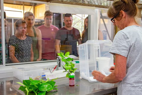 Australian Butterfly Sanctuary - Accommodation Brunswick Heads 6