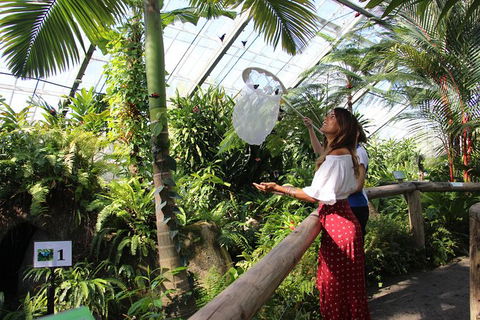 Australian Butterfly Sanctuary - Accommodation Brunswick Heads 2