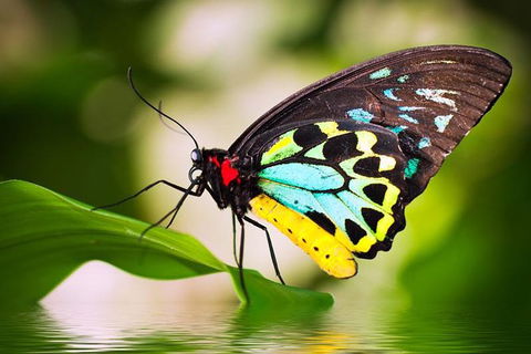 Australian Butterfly Sanctuary - Accommodation Brunswick Heads 0