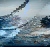 2-Hour Guided Whale Watching Tour at Noosa - Accommodation Brunswick Heads