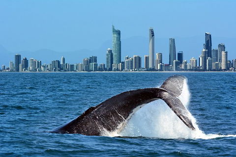 Gold Coast Airport To And From Byron Bay, NSW For Up-to 7 Ppl - Accommodation Brunswick Heads 0
