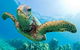 Guided Snorkel With Fish Tour At Cook Island Aquatic Reserve - thumb 0
