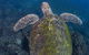 Guided Snorkel With Fish Tour At Cook Island Aquatic Reserve - thumb 3