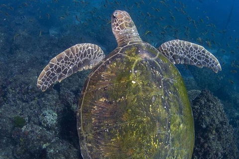 Guided Snorkel With Fish Tour At Cook Island Aquatic Reserve - Accommodation Brunswick Heads 3