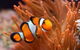 Guided Snorkel With Fish Tour At Cook Island Aquatic Reserve - thumb 6