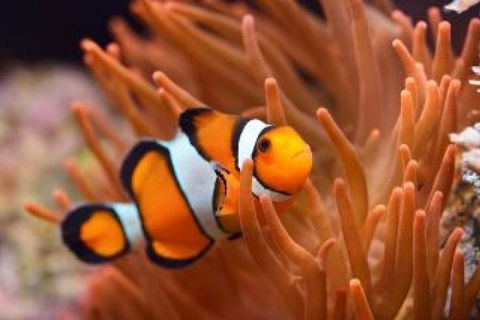 Guided Snorkel With Fish Tour At Cook Island Aquatic Reserve - Accommodation Brunswick Heads 6