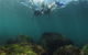 Guided Snorkel With Fish Tour At Cook Island Aquatic Reserve - thumb 1