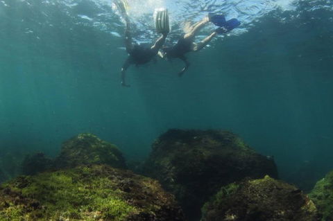 Guided Snorkel With Fish Tour At Cook Island Aquatic Reserve - Accommodation Brunswick Heads 1