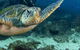 Guided Snorkel With Fish Tour At Cook Island Aquatic Reserve - thumb 4