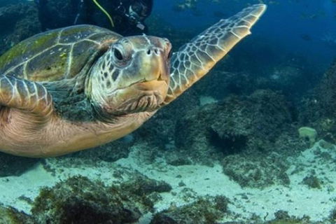 Guided Snorkel With Fish Tour At Cook Island Aquatic Reserve - Accommodation Brunswick Heads 4