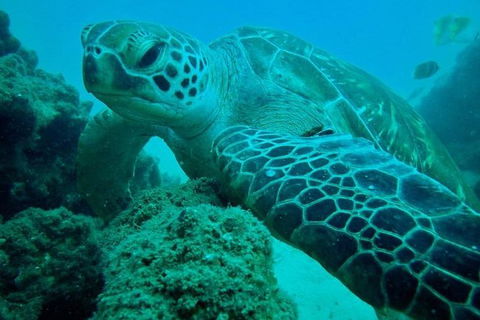 Gold Coast Try-Scuba Experience At Cook Island Aquatic Reserve - Accommodation Brunswick Heads 11