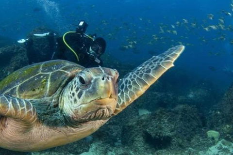 Gold Coast Try-Scuba Experience At Cook Island Aquatic Reserve - Accommodation Brunswick Heads 6