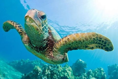 Gold Coast Try-Scuba Experience At Cook Island Aquatic Reserve - Accommodation Brunswick Heads 1