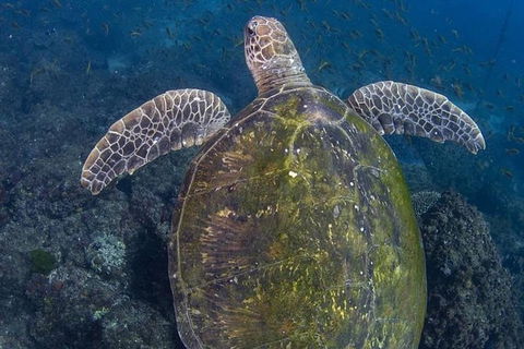 Gold Coast Try-Scuba Experience At Cook Island Aquatic Reserve - Accommodation Brunswick Heads 8