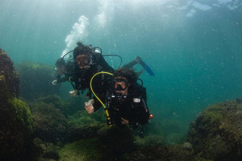 Gold Coast Try-Scuba Experience At Cook Island Aquatic Reserve - Accommodation Brunswick Heads 4