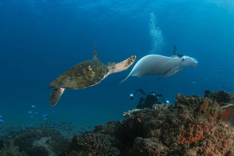 Gold Coast Try-Scuba Experience At Cook Island Aquatic Reserve - Accommodation Brunswick Heads 0