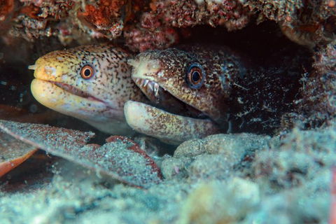 Gold Coast Try-Scuba Experience At Cook Island Aquatic Reserve - Accommodation Brunswick Heads 9