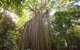 Cairns Adventure Package- 4 Tours In 3 Days! - thumb 2